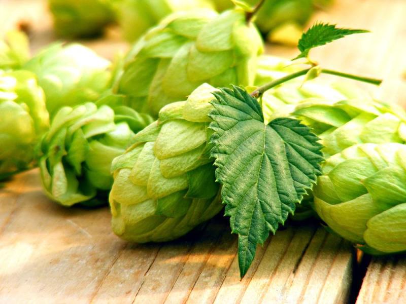 精釀啤酒 | 酒花制品的種類及特點有哪些？